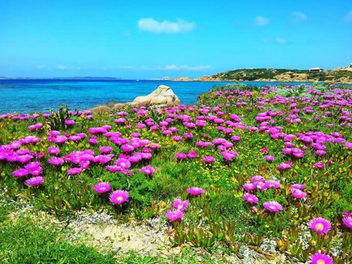 Sweet Home La Maddalena La Maddalena  Dış mekan fotoğraf